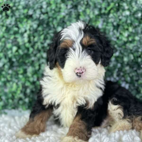 Charlie, Mini Bernedoodle Puppy